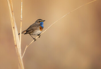 Obraz premium Bluethroat bird close up ( Luscinia svecica )