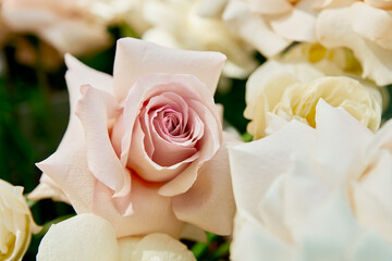 roses bright close-up natural flowers