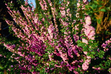 almond three-lobed flowering plant close-up pink petals