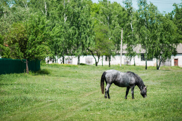 gray horse grazes on a green meadow