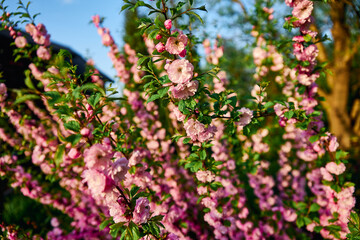 almond three-lobed flowering plant close-up pink petals
