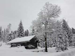 the little shack in the snowy forest