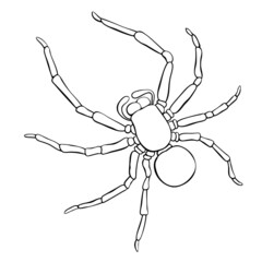 Vector outline tarantum spider icon. Contour clip art of theme of insects, animals, halloween, naturalness of nature