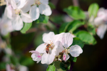 blossoming apple tree with a bee extracting honey