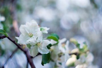 apple blossom white flower soft focus