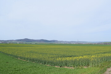 Fototapeta na wymiar gelbe Felder in der Eifel