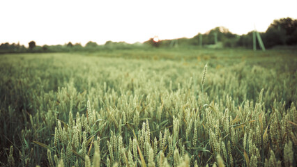 wheat in the field at sunset closeup grain