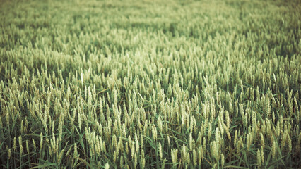 wheat in the field at sunset closeup grain