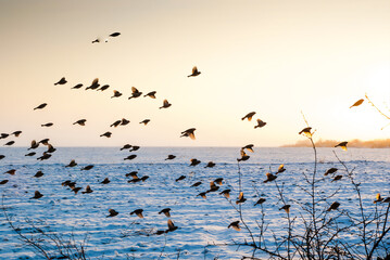 Plakat birds fly over a field of land under snow