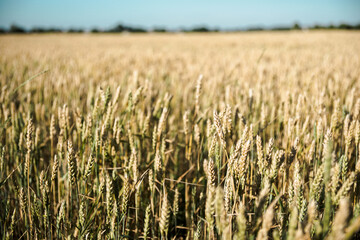 wheat in the field at noon closeup grain