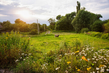 Obraz premium field in a village at sunset with a cow grazing