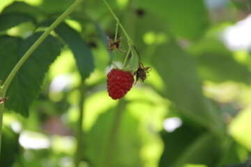 raspberry on a leaf