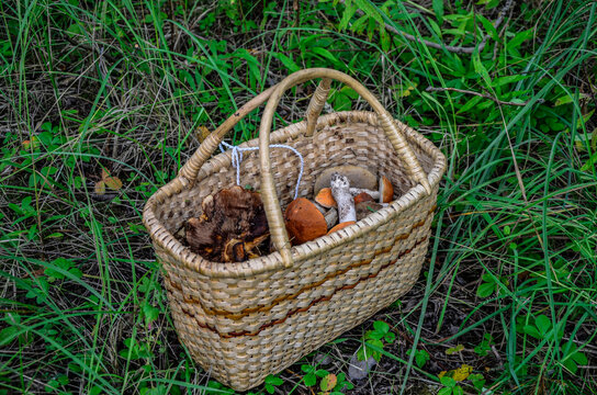 Wild mushrooms in basket.