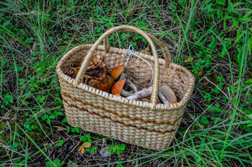 Fototapeta na wymiar Wild mushrooms in basket.