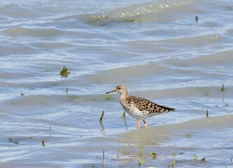 Kampfläufer (Calidris pugnax) am Zicksee