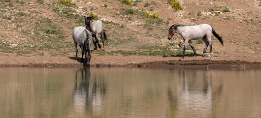 Blue and Red Roan wild horses drinking at the water hole in Wild horse mustang in the Pryor...