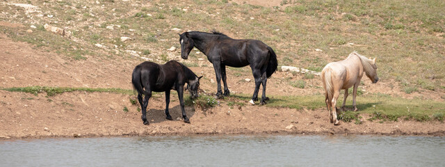 Black and Palomino wild horses at the pond in the Pryor Mountains Wild Horse Range in Wyoming United States