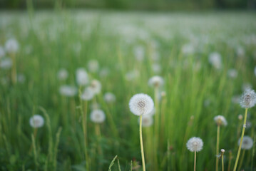 dandelion in the green field of taraxacum