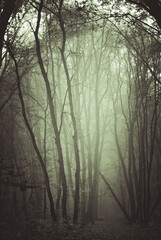 Obraz premium forest in the fog sepia tree crowns