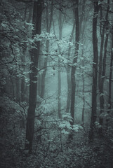 forest in the fog sepia tree crowns