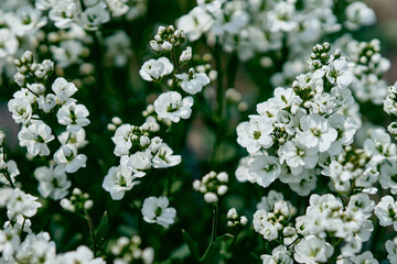 Fresh spring white arabis caucasian blooming flowers on a background of green leaves in the garden in the spring season close up