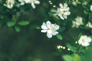 Selective soft focused flowering apple tree branch with lot of white flowers on blurred dark deep green leaves bokeh background. Moody floral nature spring blossom design, copy space for text overlay