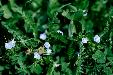 Obraz premium blue little flowers - forget-me-not close up and green grass