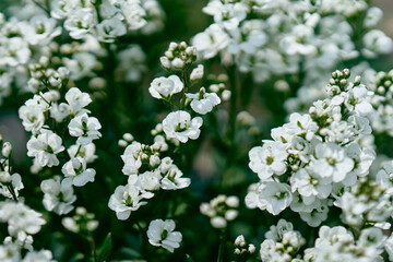 Fresh spring white arabis caucasian blooming flowers on a background of green leaves in the garden in the spring season close up