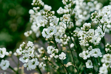 Fresh spring white arabis caucasian blooming flowers on a background of green leaves in the garden in the spring season close up