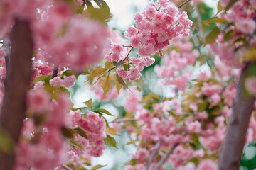 Blooming almond fruit tree, branch sakura in spring Selective focus.