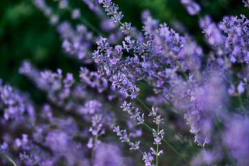 garden with a flower bed of blooming fragrant lavender close-up of a spring landscape.