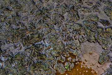 duckweed river lily water closeup sand reflection texture