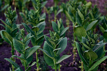 flowering plants tobacco field shag leaves close-up