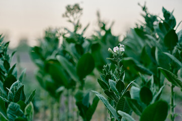 flowering plants tobacco field shag leaves close-up