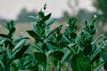 flowering plants tobacco field shag leaves close-up