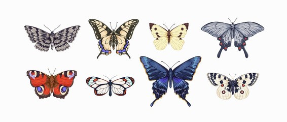 Realistic butterflies drawings set. Different moths species drawn in vintage style. Flying insects with wings. Beautiful Apollo, swallowtail. Retro vector illustrations isolated on white background - obrazy, fototapety, plakaty
