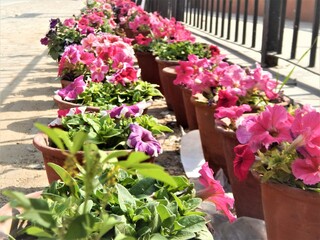 flowers in Pots  pink and green combination