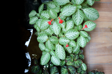 Begonia or Begonia maculata ,Begonia Maculata Wightii.