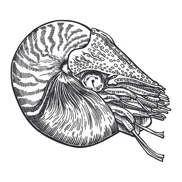 recommend clip art: Nautilus sea shell. Marine design. Hand drawn with pen and ink. Black and white graphic sketch of spiral seashells. Underwater inhabitants. Undersea fauna. Isolated on white background.