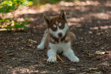 Husky puppy sits on the ground in the forest