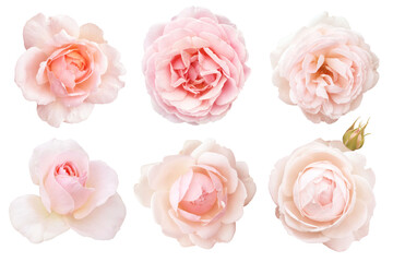 6つの色々なカタチをした淡いピンクのバラ