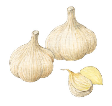 にんにく　水彩色鉛筆野菜イラスト