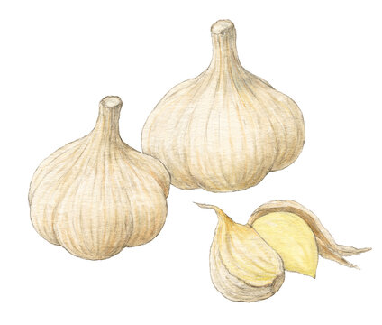にんにく　水彩色鉛筆野菜イラスト