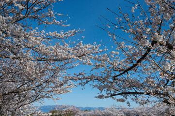 笠原桜公園の桜