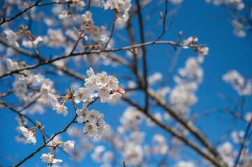 笠原桜公園の桜