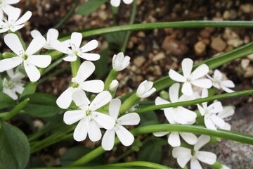 サポナリア　スノーチップの白い花