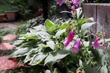 Fototapeta na wymiar 庭のジギタリス　タプシーのピンクの花とギボウシ
