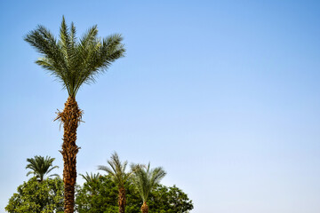 Fototapeta premium Palm tree against clear blue sky on hot sunny day. Copy space. Selective focus.