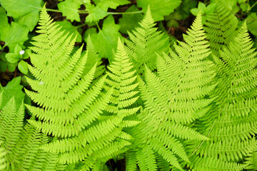 Symmetrical green fern leaves in the forest