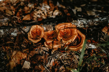 Corners of nature that surrounds us in all their splendor